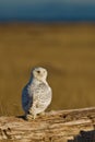 Snowy Owl (Bubo scandiacus).